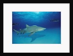 Lemon Shark, Negaprion brevirostris, Bahamas, Grand Bahama Island, Atlantic Ocean by Anonymous