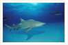 Lemon Shark, Negaprion brevirostris, Bahamas, Grand Bahama Island, Atlantic Ocean by Anonymous