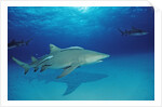 Lemon Shark, Negaprion brevirostris, Bahamas, Grand Bahama Island, Atlantic Ocean by Anonymous