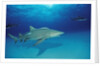 Lemon Shark, Negaprion brevirostris, Bahamas, Grand Bahama Island, Atlantic Ocean by Anonymous
