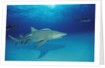 Lemon Shark, Negaprion brevirostris, Bahamas, Grand Bahama Island, Atlantic Ocean by Anonymous