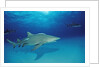 Lemon Shark, Negaprion brevirostris, Bahamas, Grand Bahama Island, Atlantic Ocean by Anonymous
