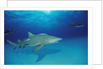 Lemon Shark, Negaprion brevirostris, Bahamas, Grand Bahama Island, Atlantic Ocean by Anonymous