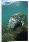 West Indian Manatee, Trichechus manatus latirostris, USA, Florida, FL, Everglades by Anonymous