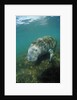 West Indian Manatee, Trichechus manatus latirostris, USA, Florida, FL, Everglades by Anonymous