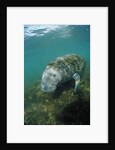 West Indian Manatee, Trichechus manatus latirostris, USA, Florida, FL, Everglades by Anonymous