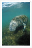 West Indian Manatee, Trichechus manatus latirostris, USA, Florida, FL, Everglades by Anonymous