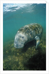 West Indian Manatee, Trichechus manatus latirostris, USA, Florida, FL, Everglades by Anonymous