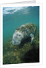 West Indian Manatee, Trichechus manatus latirostris, USA, Florida, FL, Everglades by Anonymous