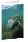 West Indian Manatee, Trichechus manatus latirostris, USA, Florida, FL, Everglades by Anonymous