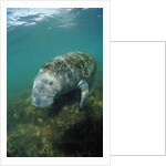 West Indian Manatee, Trichechus manatus latirostris, USA, Florida, FL, Everglades by Anonymous