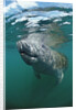 West Indian Manatee, Trichechus manatus latirostris, USA, Florida, FL, Everglades by Anonymous