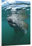 West Indian Manatee, Trichechus manatus latirostris, USA, Florida, FL, Everglades by Anonymous