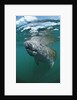 West Indian Manatee, Trichechus manatus latirostris, USA, Florida, FL, Everglades by Anonymous