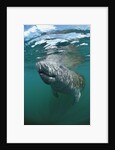 West Indian Manatee, Trichechus manatus latirostris, USA, Florida, FL, Everglades by Anonymous