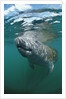 West Indian Manatee, Trichechus manatus latirostris, USA, Florida, FL, Everglades by Anonymous