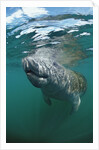 West Indian Manatee, Trichechus manatus latirostris, USA, Florida, FL, Everglades by Anonymous