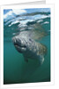 West Indian Manatee, Trichechus manatus latirostris, USA, Florida, FL, Everglades by Anonymous