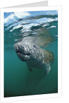West Indian Manatee, Trichechus manatus latirostris, USA, Florida, FL, Everglades by Anonymous