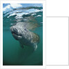West Indian Manatee, Trichechus manatus latirostris, USA, Florida, FL, Everglades by Anonymous