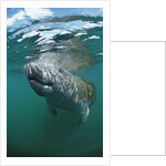 West Indian Manatee, Trichechus manatus latirostris, USA, Florida, FL, Everglades by Anonymous