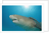Lemon Shark, Negaprion brevirostris, Bahamas, Grand Bahama Island, Atlantic Ocean by Anonymous