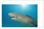 Lemon Shark, Negaprion brevirostris, Bahamas, Grand Bahama Island, Atlantic Ocean by Anonymous