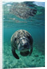 West Indian Manatee, calf, Trichechus manatus latirostris, USA, Florida, FL, Crystal River by Anonymous