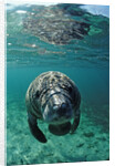 West Indian Manatee, calf, Trichechus manatus latirostris, USA, Florida, FL, Crystal River by Anonymous