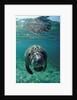 West Indian Manatee, calf, Trichechus manatus latirostris, USA, Florida, FL, Crystal River by Anonymous