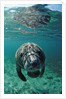 West Indian Manatee, calf, Trichechus manatus latirostris, USA, Florida, FL, Crystal River by Anonymous