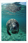 West Indian Manatee, calf, Trichechus manatus latirostris, USA, Florida, FL, Crystal River by Anonymous