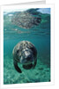 West Indian Manatee, calf, Trichechus manatus latirostris, USA, Florida, FL, Crystal River by Anonymous
