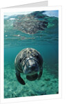West Indian Manatee, calf, Trichechus manatus latirostris, USA, Florida, FL, Crystal River by Anonymous