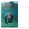 West Indian Manatee, calf, Trichechus manatus latirostris, USA, Florida, FL, Crystal River by Anonymous