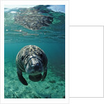 West Indian Manatee, calf, Trichechus manatus latirostris, USA, Florida, FL, Crystal River by Anonymous