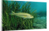Largemouth bass, Micropterus salmoides, USA, Florida, FL by Anonymous
