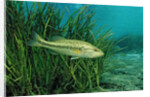 Largemouth bass, Micropterus salmoides, USA, Florida, FL by Anonymous