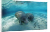 West Indian Manatee by Anonymous