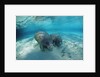 West Indian Manatee by Anonymous