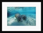 West Indian Manatee by Anonymous