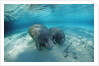 West Indian Manatee by Anonymous