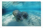 West Indian Manatee by Anonymous