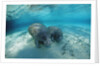 West Indian Manatee by Anonymous