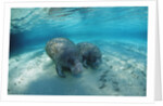 West Indian Manatee by Anonymous