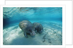 West Indian Manatee by Anonymous