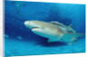 Lemon Shark, Negaprion brevirostris, Bahamas, Grand Bahama Island, Atlantic Ocean by Anonymous