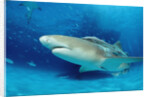 Lemon Shark, Negaprion brevirostris, Bahamas, Grand Bahama Island, Atlantic Ocean by Anonymous