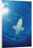 Lemon Shark, Negaprion brevirostris, Bahamas, Grand Bahama Island, Atlantic Ocean by Anonymous