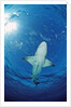 Lemon Shark, Negaprion brevirostris, Bahamas, Grand Bahama Island, Atlantic Ocean by Anonymous